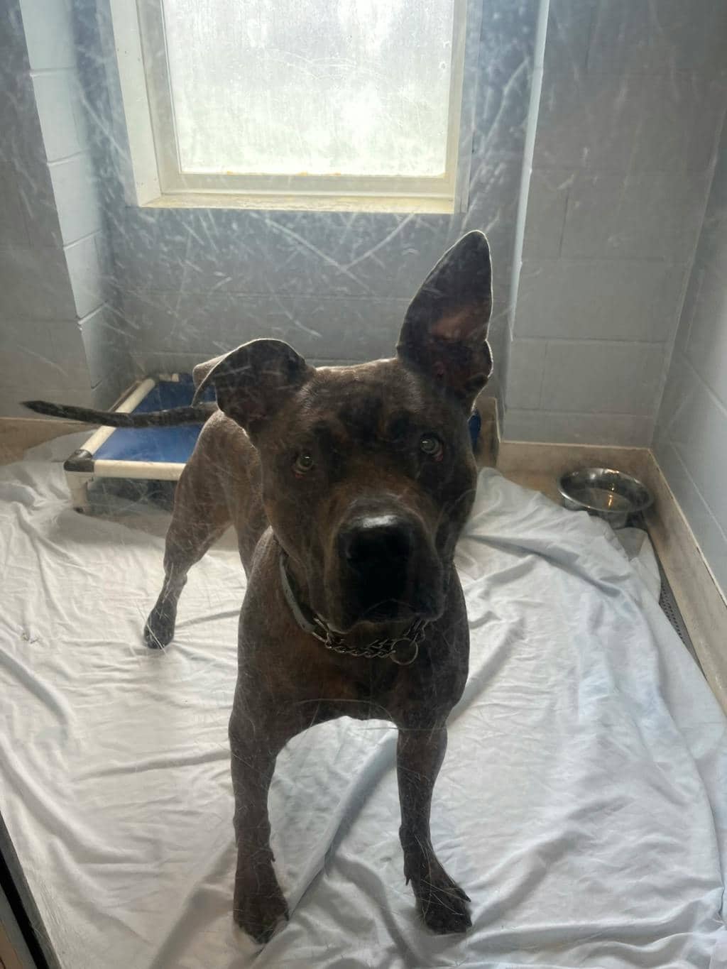 Carlos - American Bulldog available for adoption at Ontario SPCA (Toronto Area) in Toronto