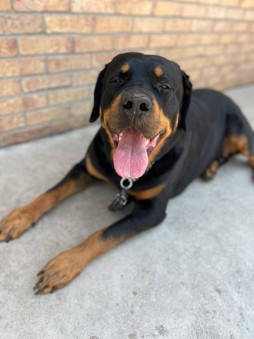 Bear - Rottweiler available for adoption at Ontario SPCA (Central Ontario) in Toronto