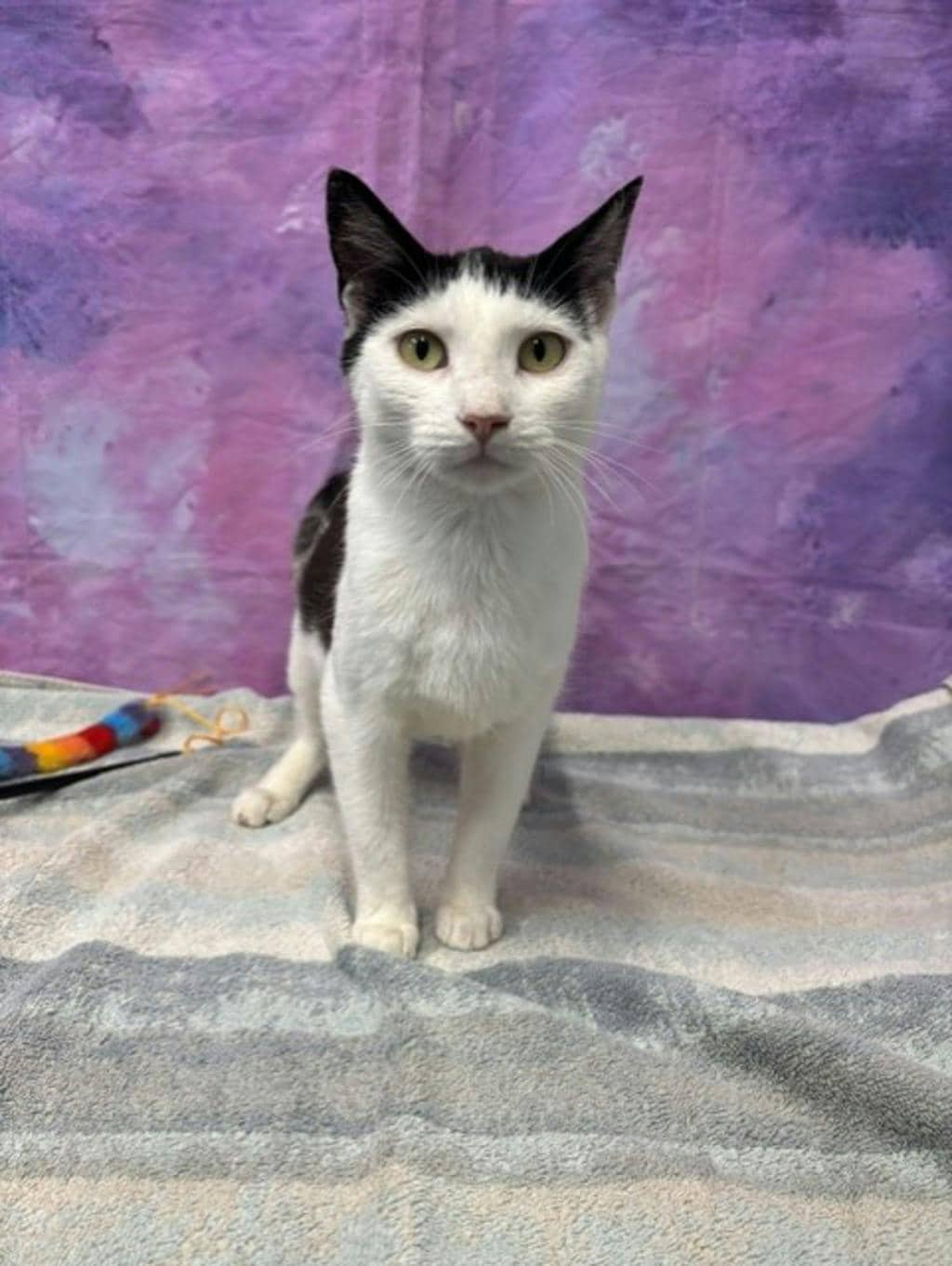 Bobbi - Domestic Short Hair cat available for adoption at Ontario SPCA & Humane Society in Napanee