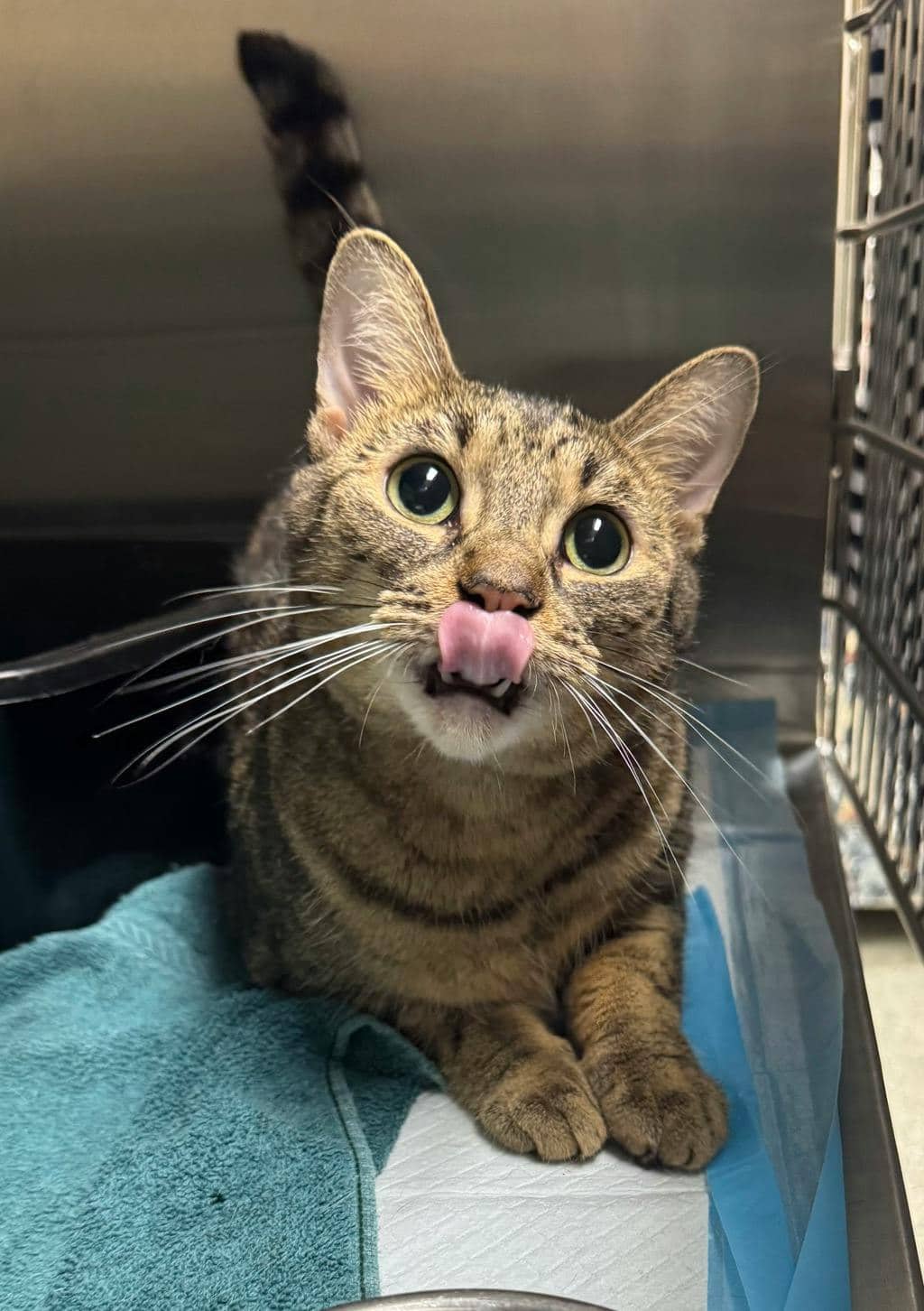 Pillow - Domestic Short Hair available for adoption