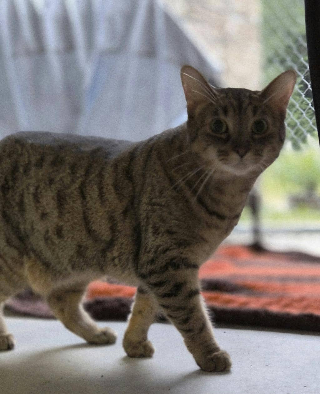 Pillow - Domestic Short Hair available for adoption
