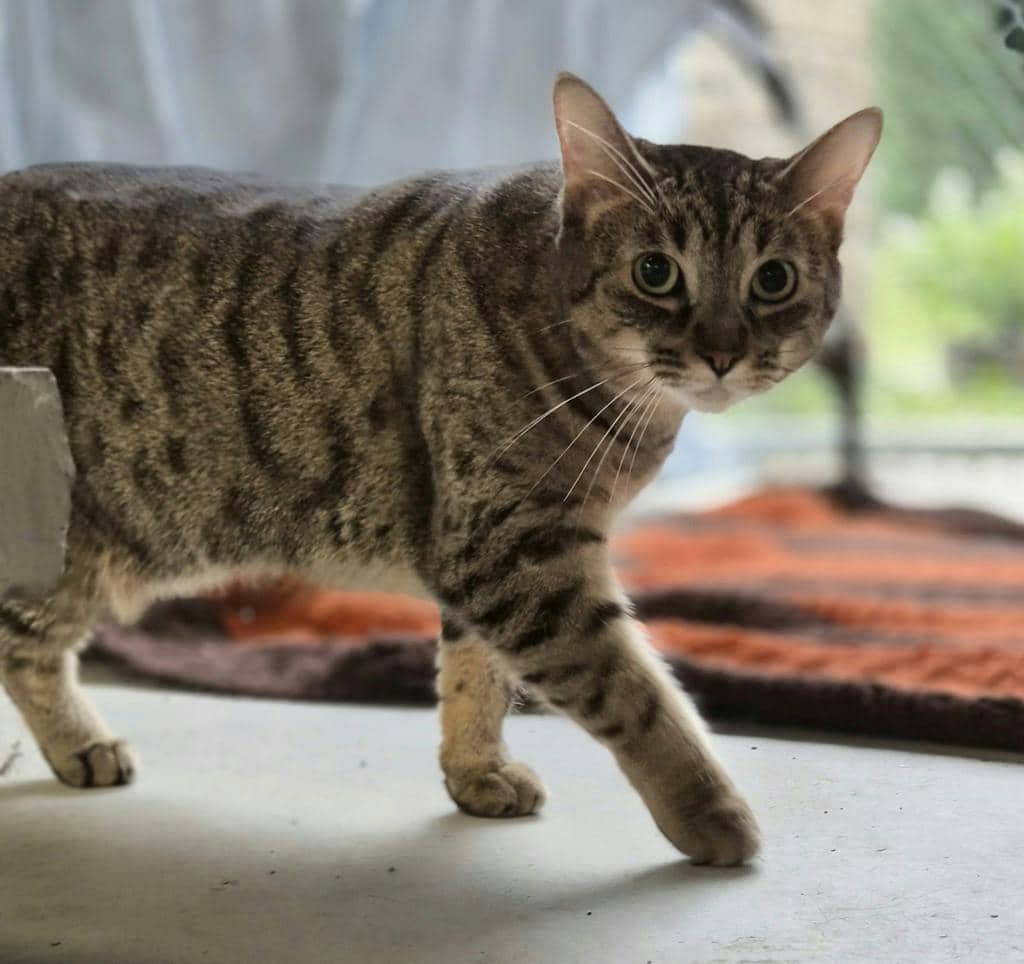 Pillow - Domestic Short Hair cat available for adoption in Ontario