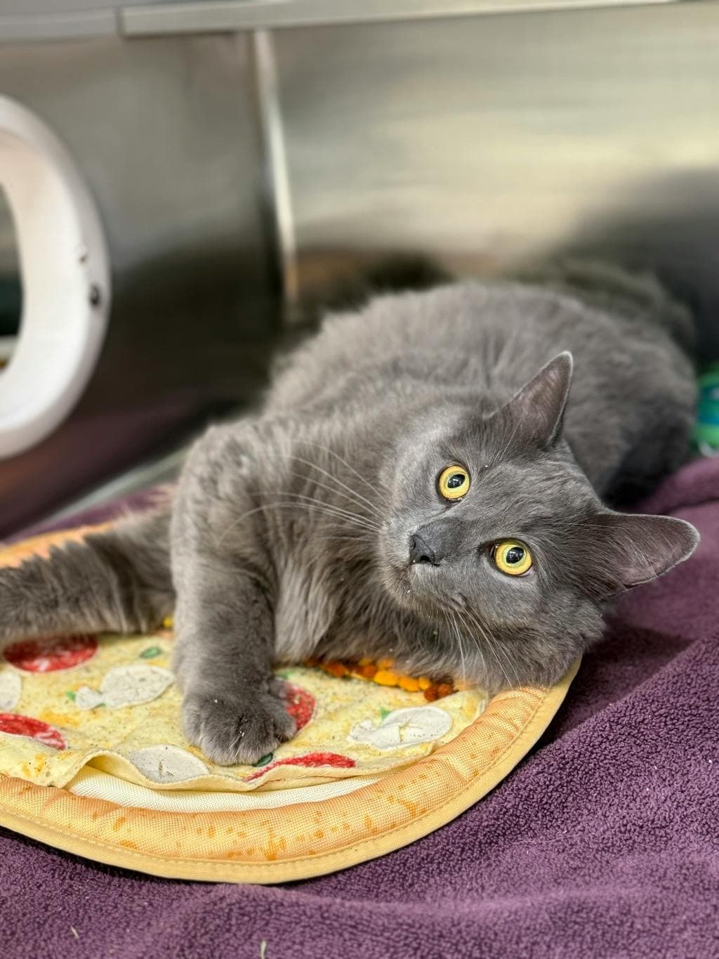 Shadow - Domestic Longhair available for adoption