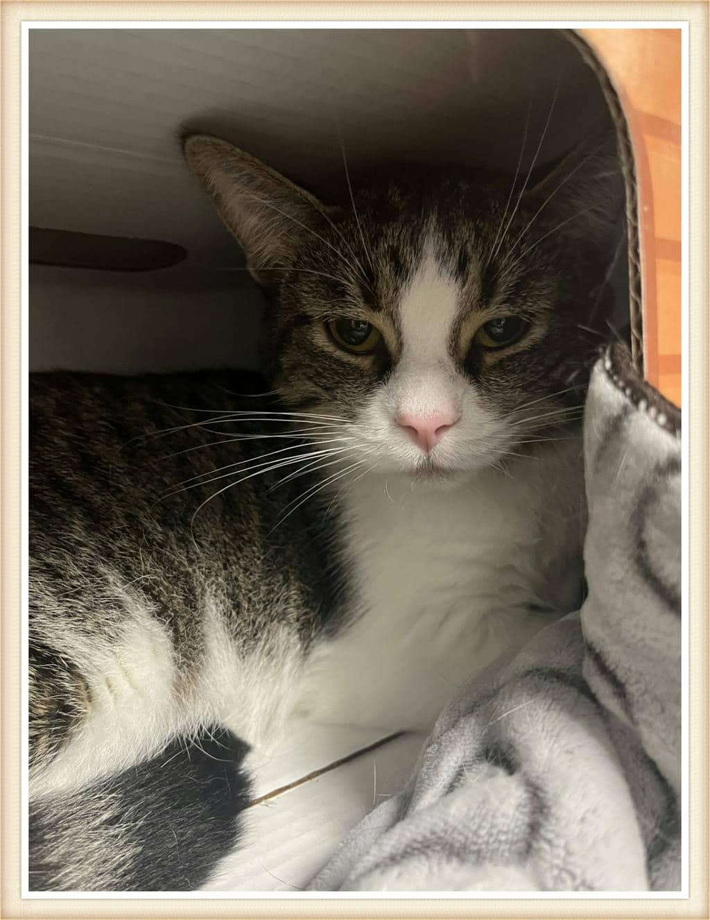 Sleeves - Domestic Short Hair available for adoption