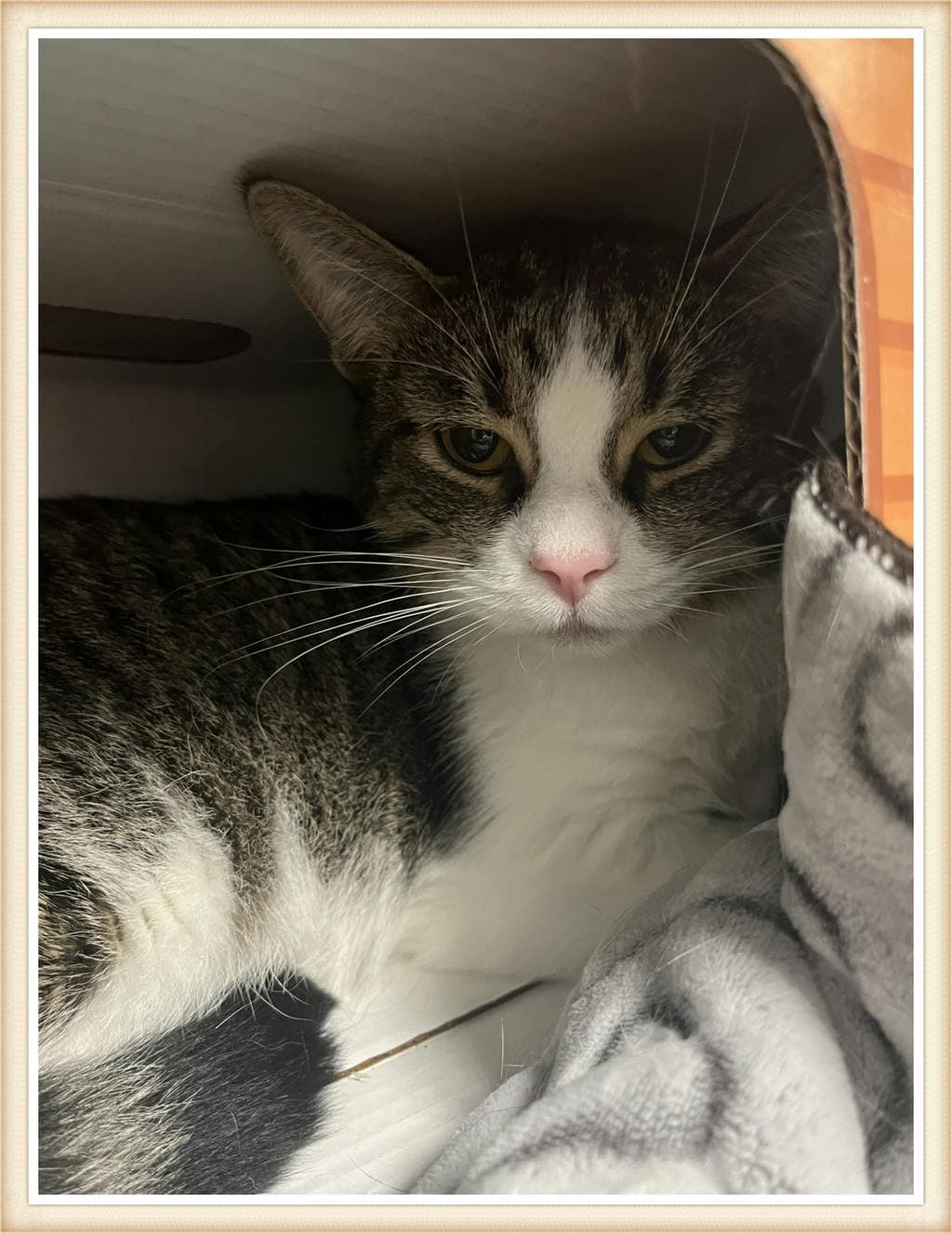 Sleeves - Domestic Short Hair cat available for adoption at Ontario SPCA (Central Ontario) in Toronto