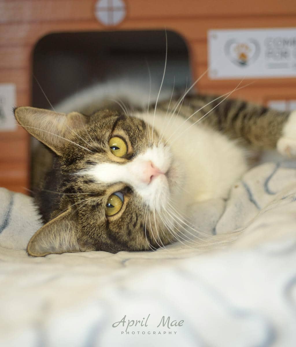 Sleeves - Domestic Short Hair available for adoption