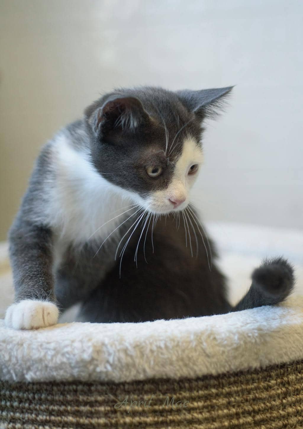 Socks (petsmart) - Domestic Short Hair cat available for adoption at Ontario SPCA (Central Ontario) in Orangeville