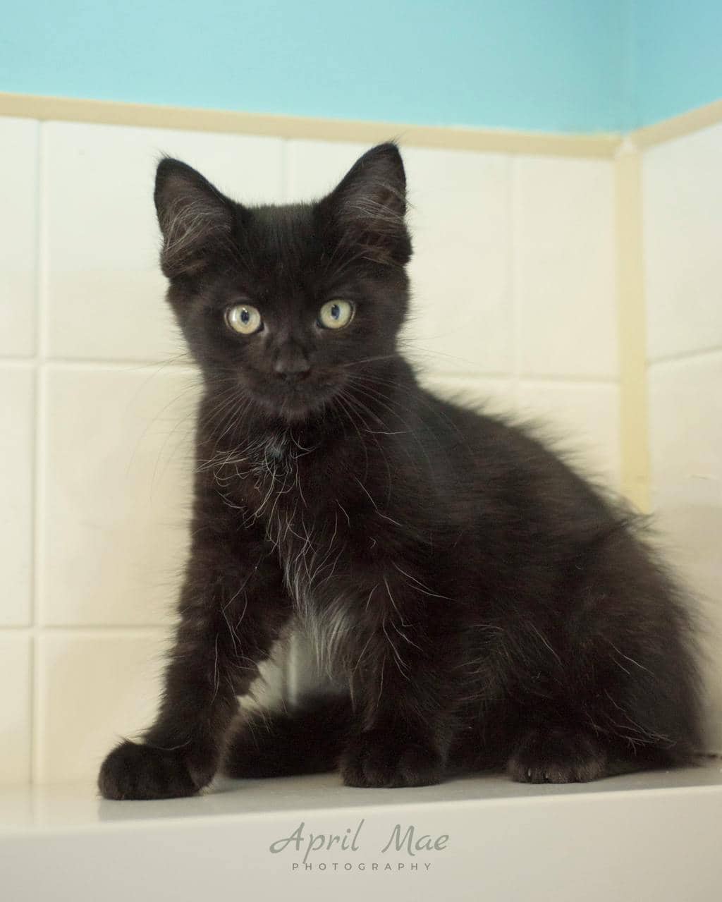 Sebastian (petsmart) - Domestic Medium Hair available for adoption