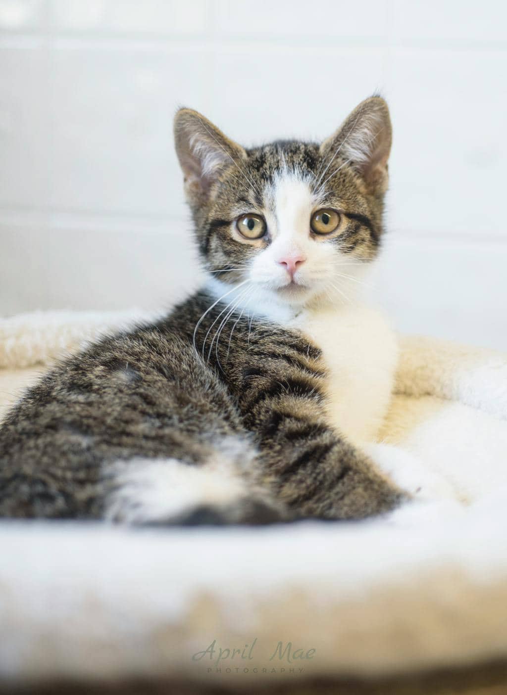 Fragra (petsmart) - Domestic Short Hair available for adoption