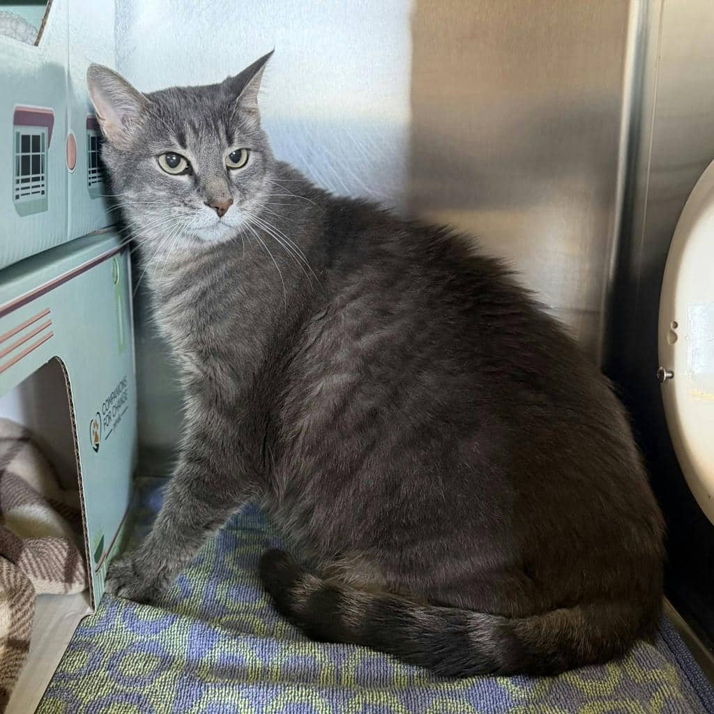 Juno - Domestic Short Hair available for adoption