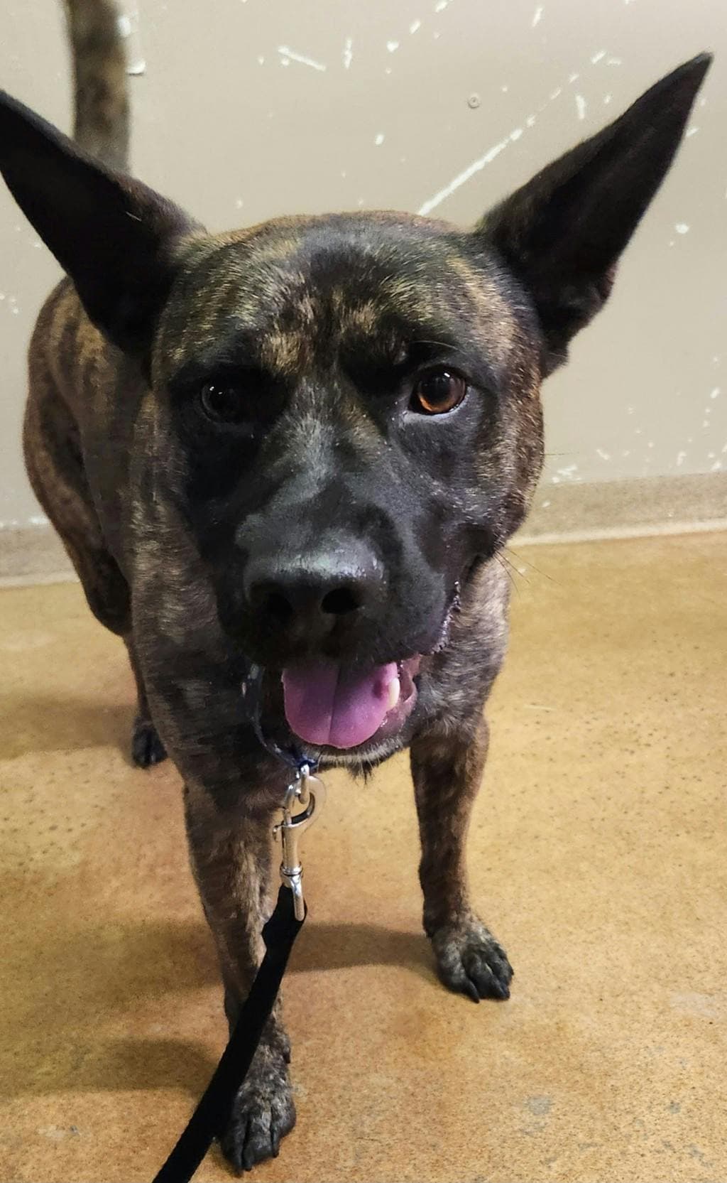 Edward - American Bulldog available for adoption at Ontario SPCA (Ottawa Area) in Ottawa