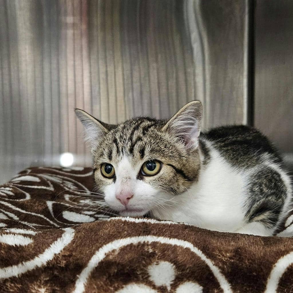 Flint - Domestic Short Hair available for adoption
