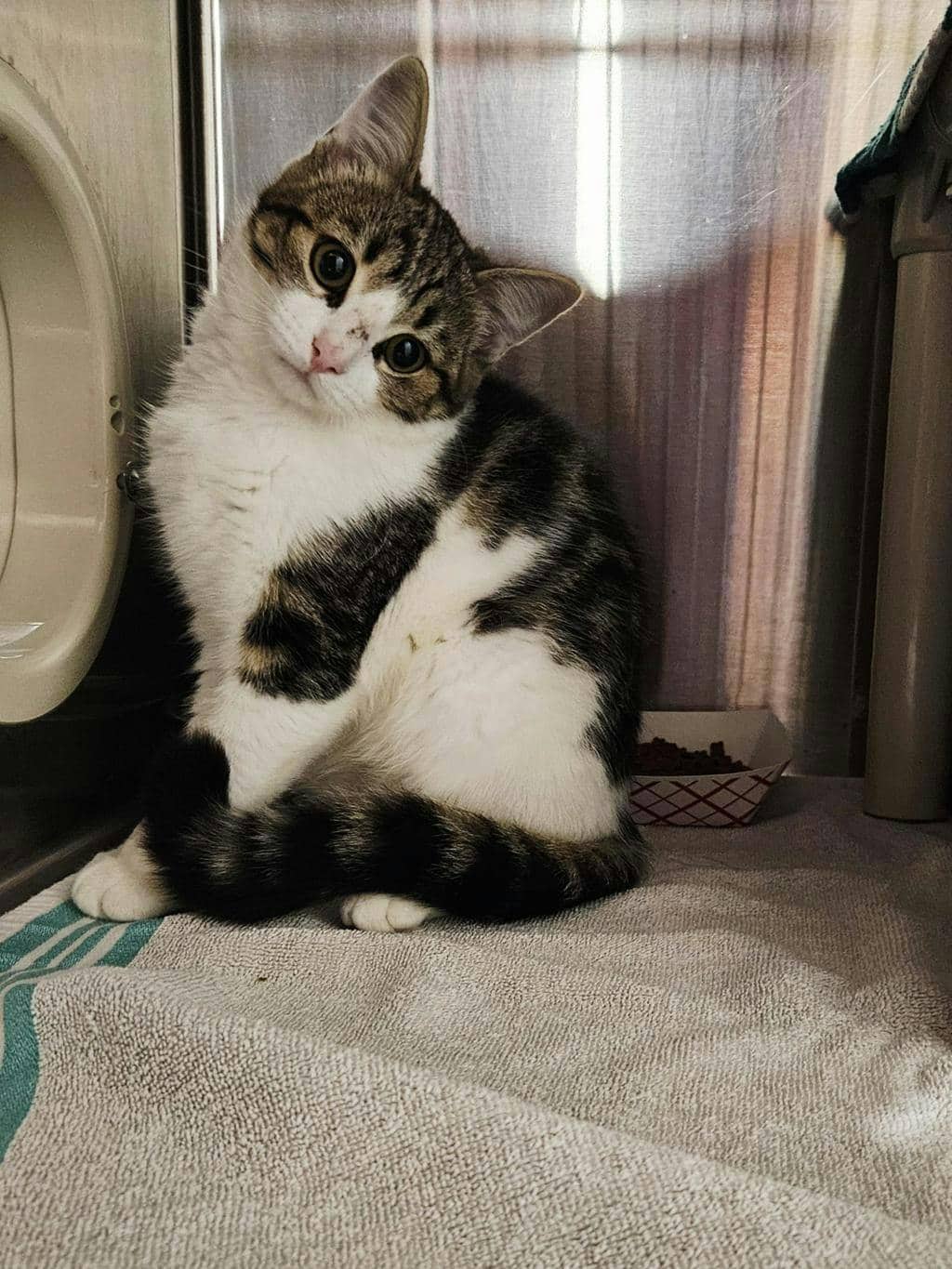 Flint - Domestic Short Hair available for adoption