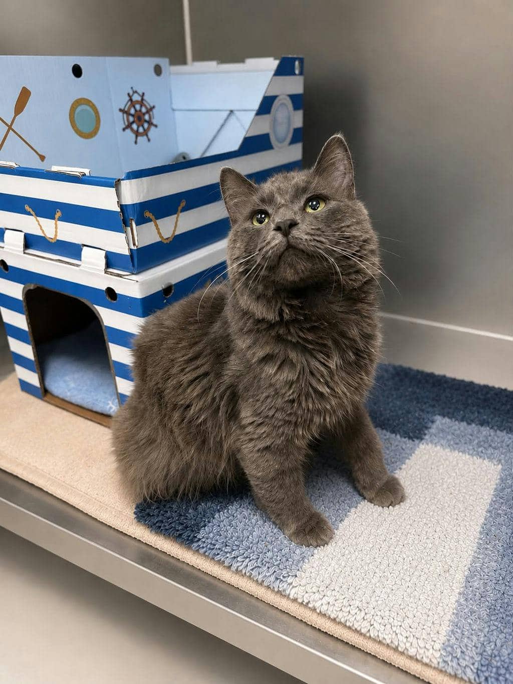 Fred - Domestic Longhair available for adoption
