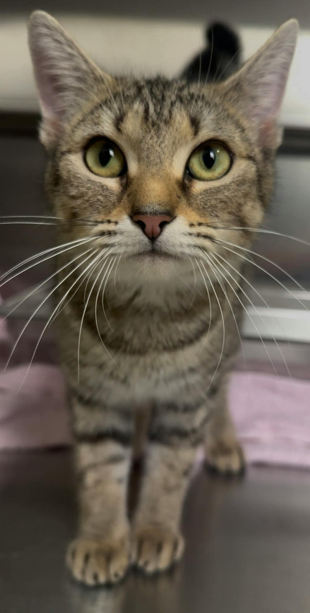 Sophrina - Domestic Short Hair cat available for adoption at Ontario SPCA (Ottawa Area) in Ottawa