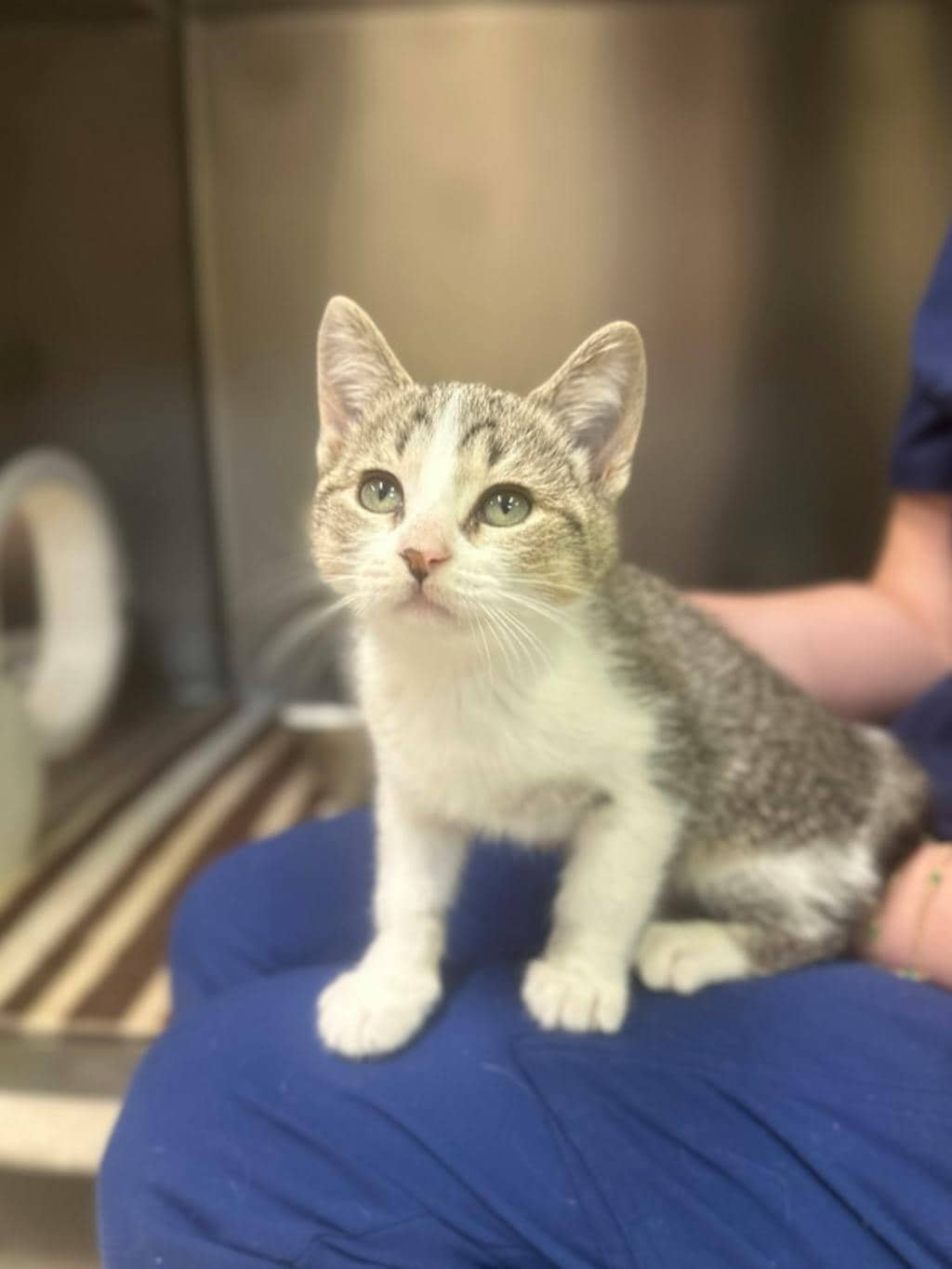 Bianca - Domestic Short Hair available for adoption