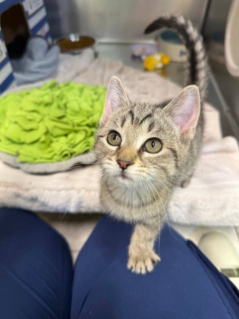 Enid - Domestic Short Hair available for adoption