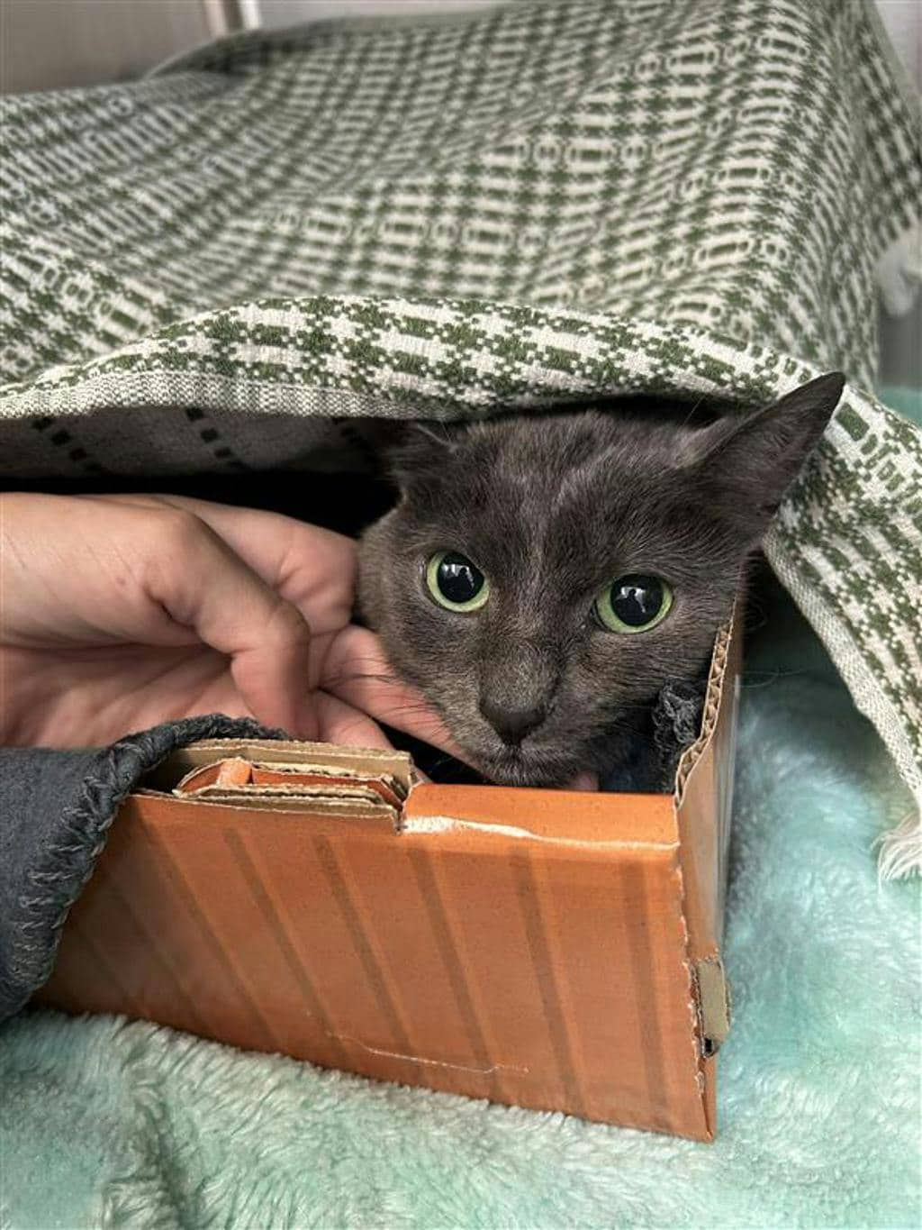 Fergus - Domestic Short Hair available for adoption