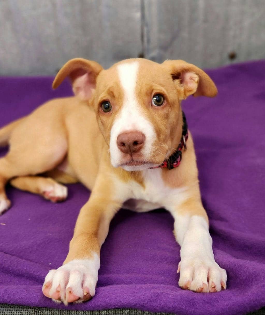 Toffee - American Bulldog available for adoption at Ontario SPCA (Ottawa Area) in Ottawa