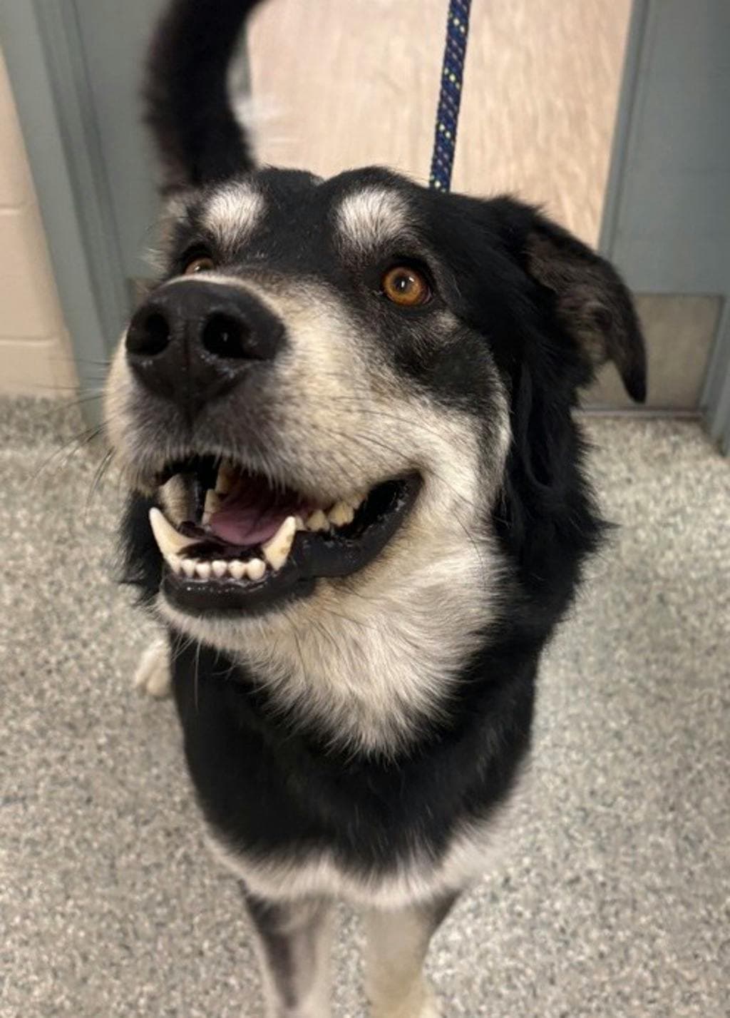 Oreo - Husky Mixed available for adoption at Ontario SPCA (Central Ontario) in Toronto