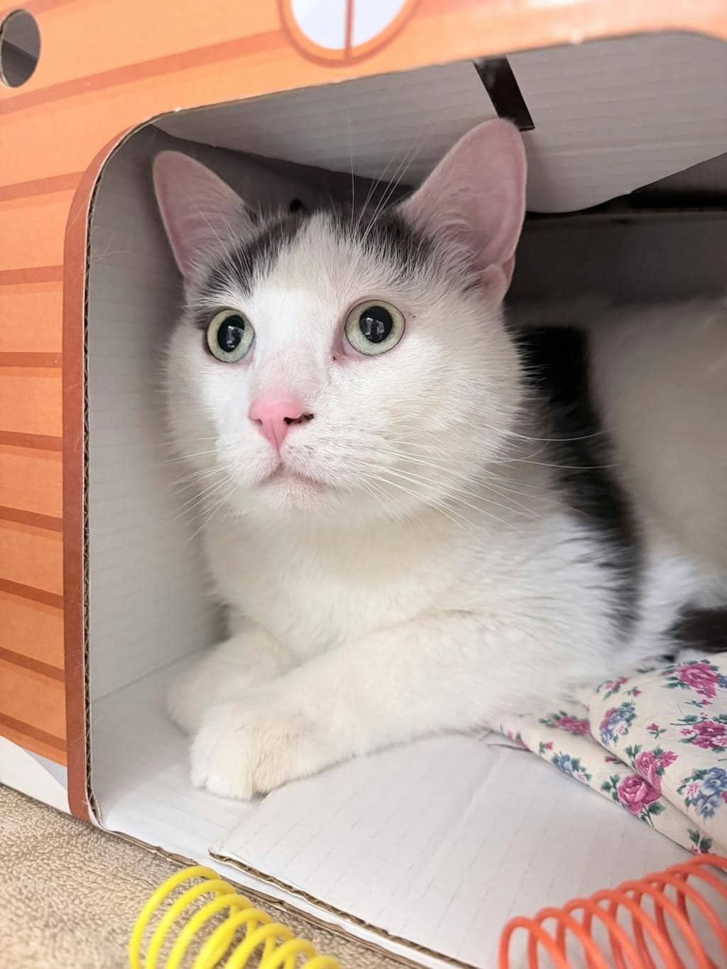 Mopar - Domestic Short Hair cat available for adoption in Ontario