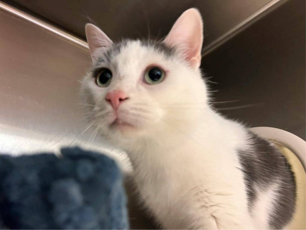Mopar - Domestic Short Hair available for adoption