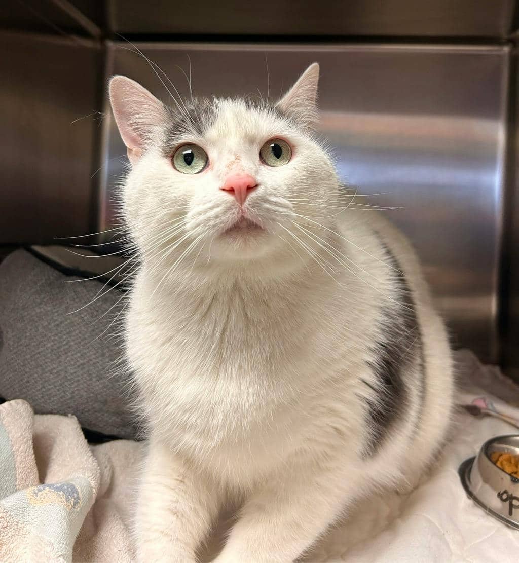 Mopar - Domestic Short Hair available for adoption