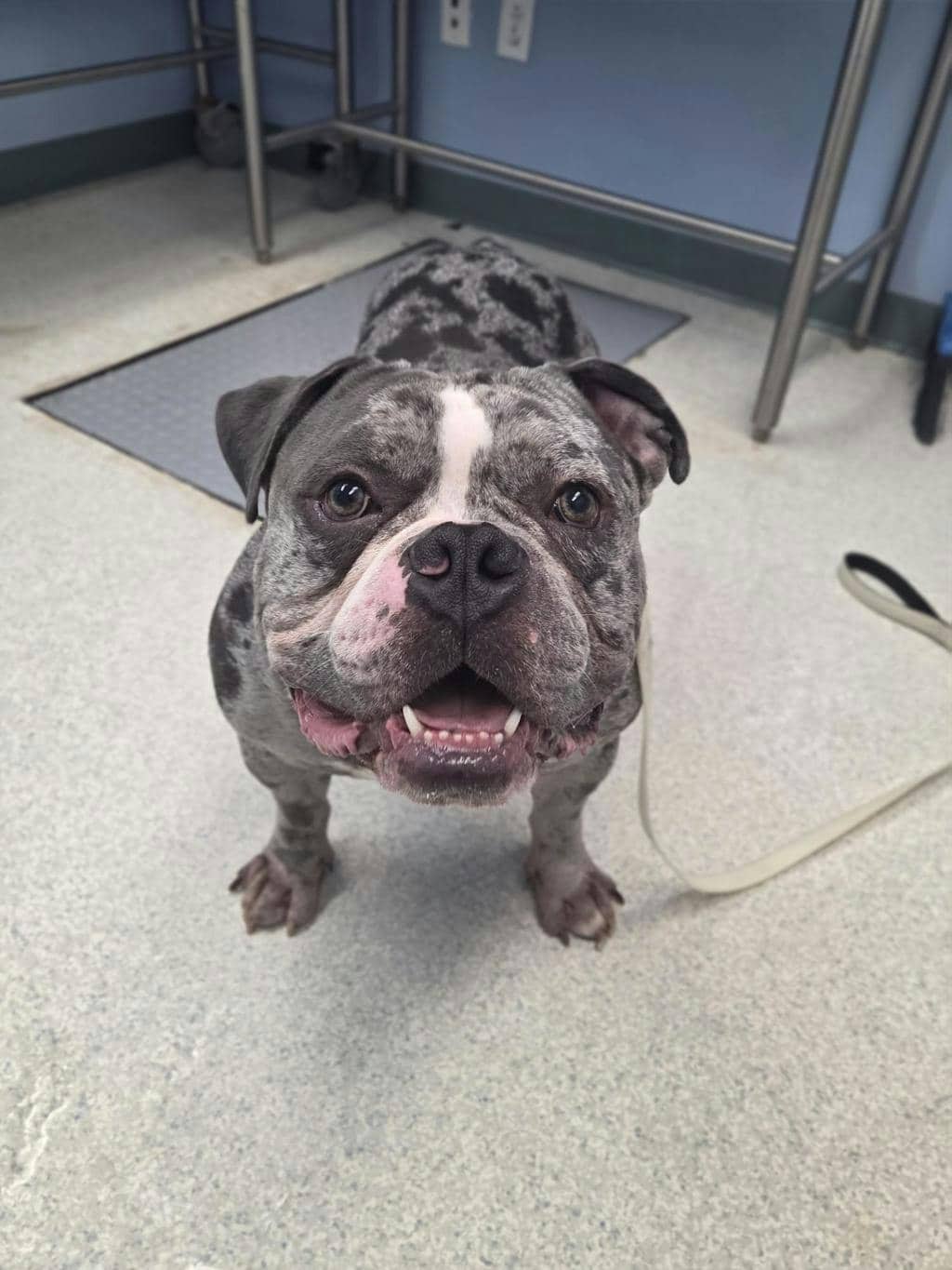 Cash - Olde English Bulldogge available for adoption at Ontario SPCA (Toronto Area) in Toronto