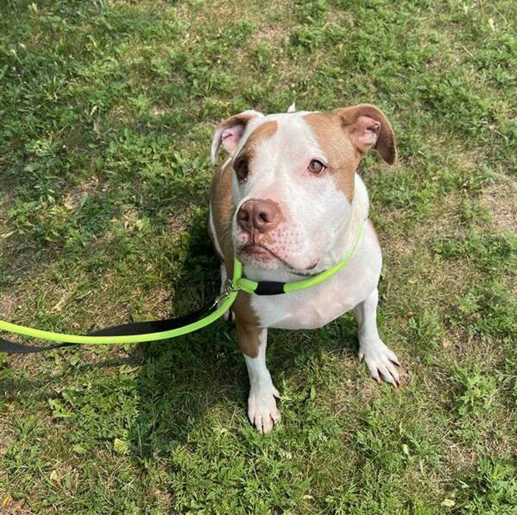 Leo - American Bulldog available for adoption at Ontario SPCA (Central Ontario) in Toronto