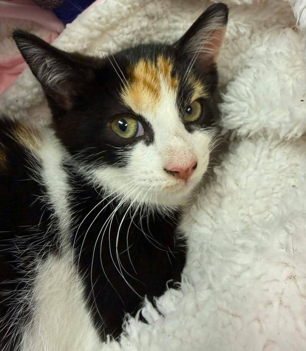 Carolina - Domestic Short Hair available for adoption