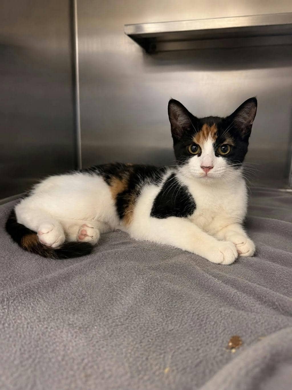 Carolina - Domestic Short Hair available for adoption