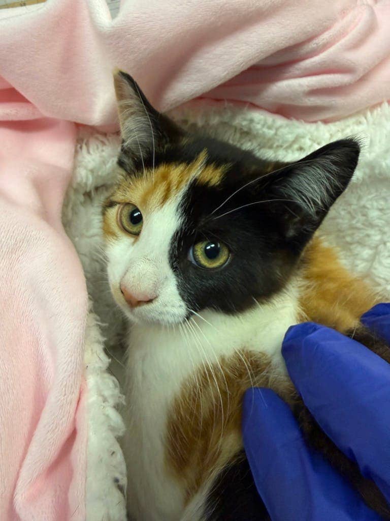 Cayenne - Domestic Short Hair available for adoption