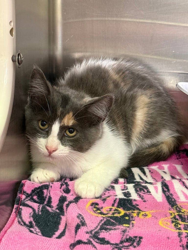 Serrano - Domestic Short Hair available for adoption