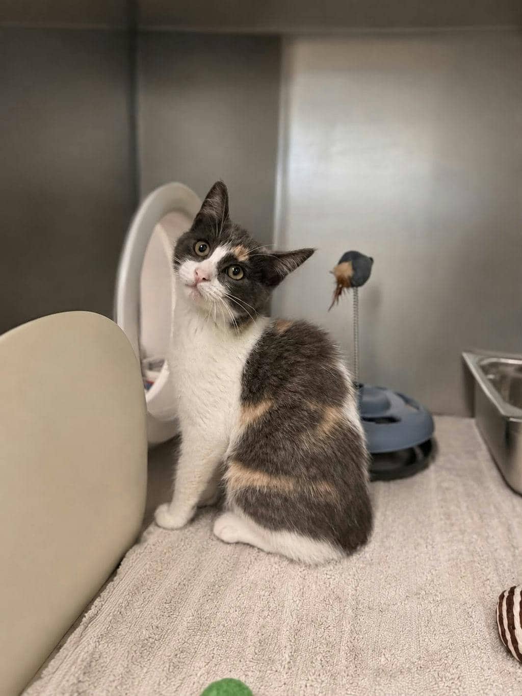 Serrano (PetSmart Innes) - Domestic Short Hair available for adoption