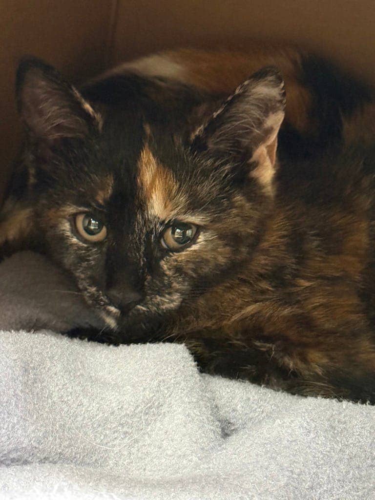 Savina - Domestic Short Hair available for adoption