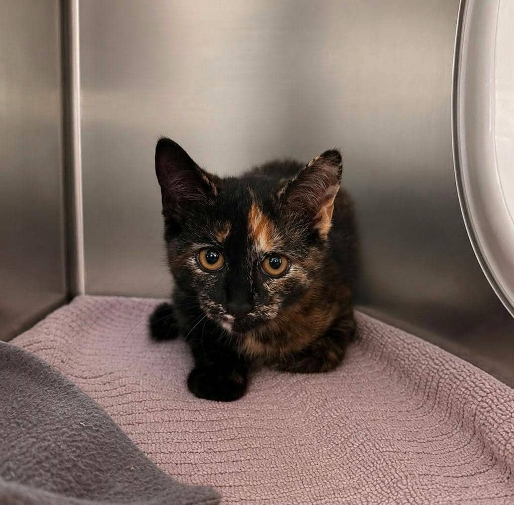 Savina - Domestic Short Hair available for adoption