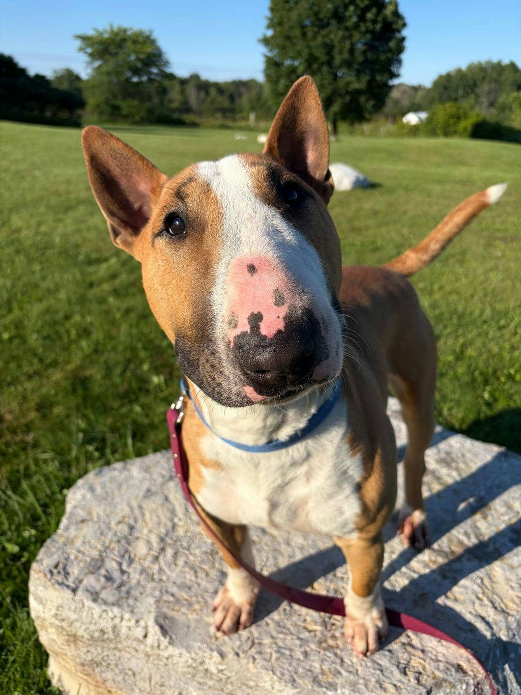Chewy - Bull Terrier available for adoption in Ontario