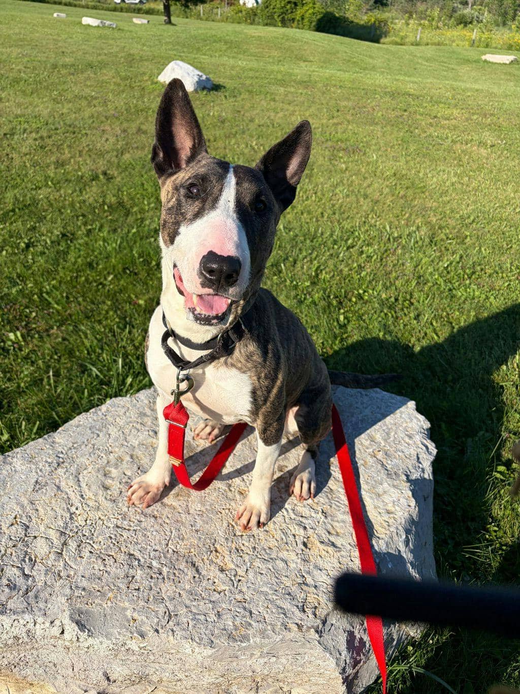 Squeak - Bull Terrier available for adoption in Ontario
