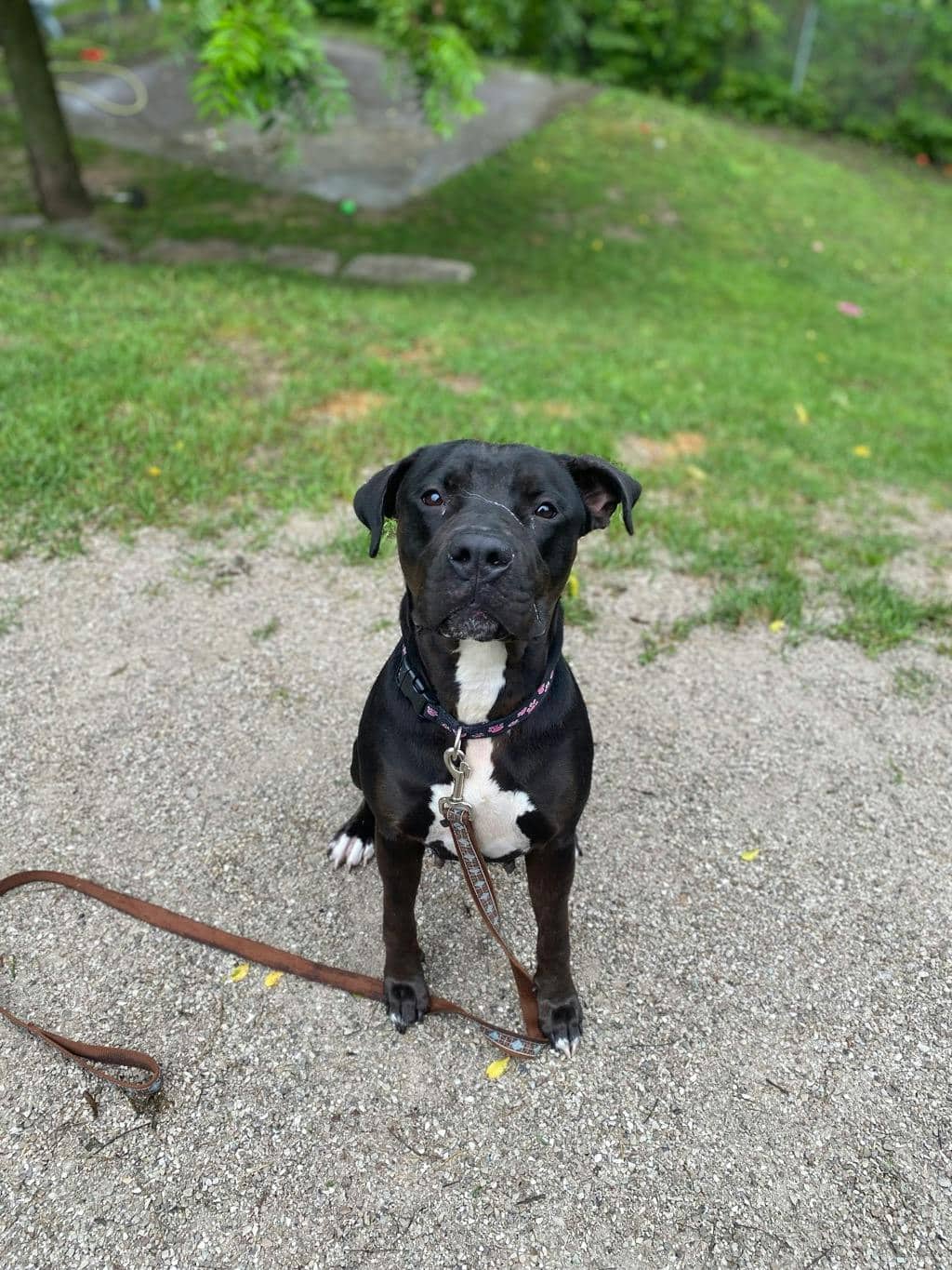 Harlequin - American Bulldog available for adoption in Calgary