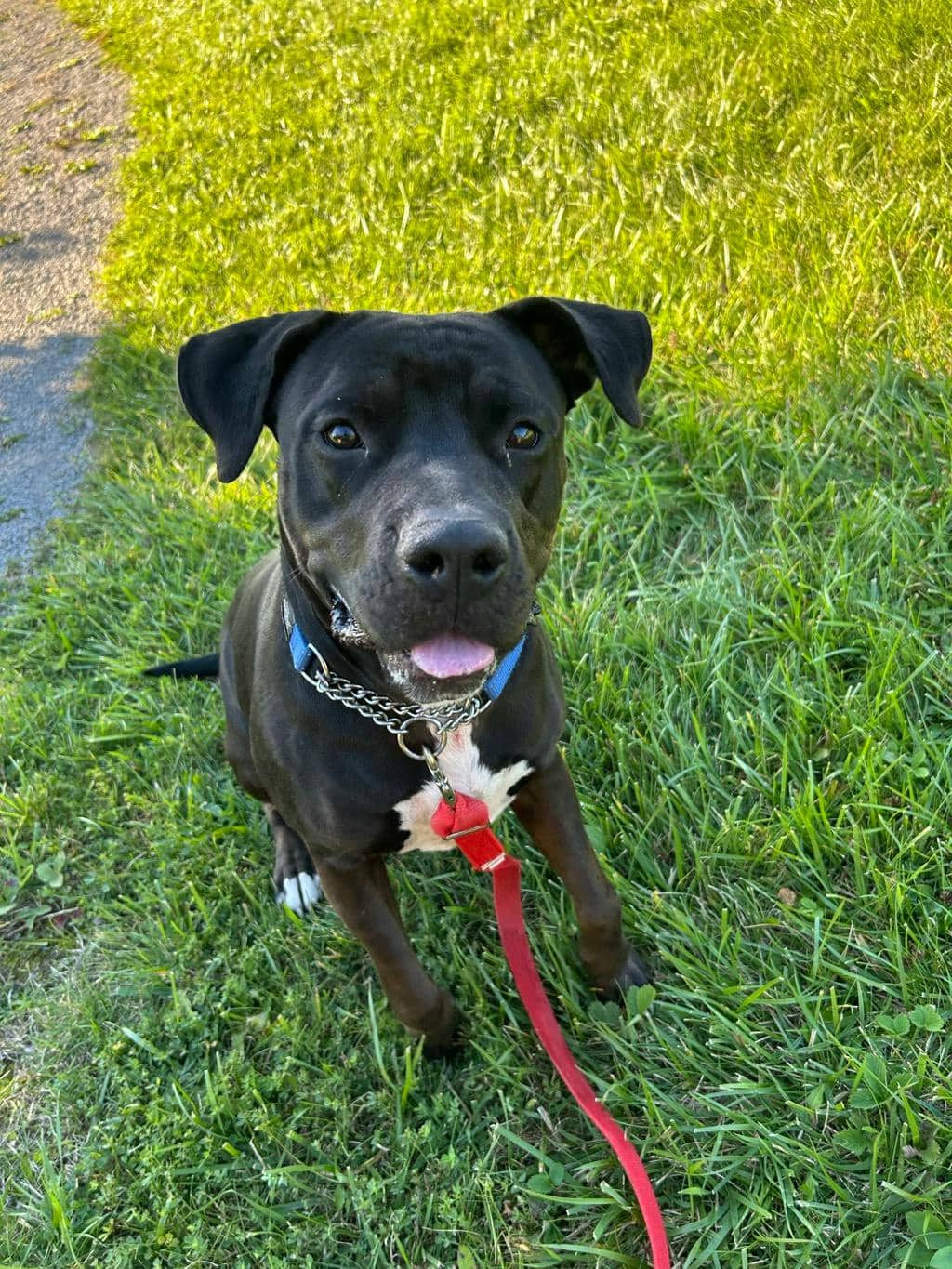 Harlequin - American Bulldog available for adoption in Ontario