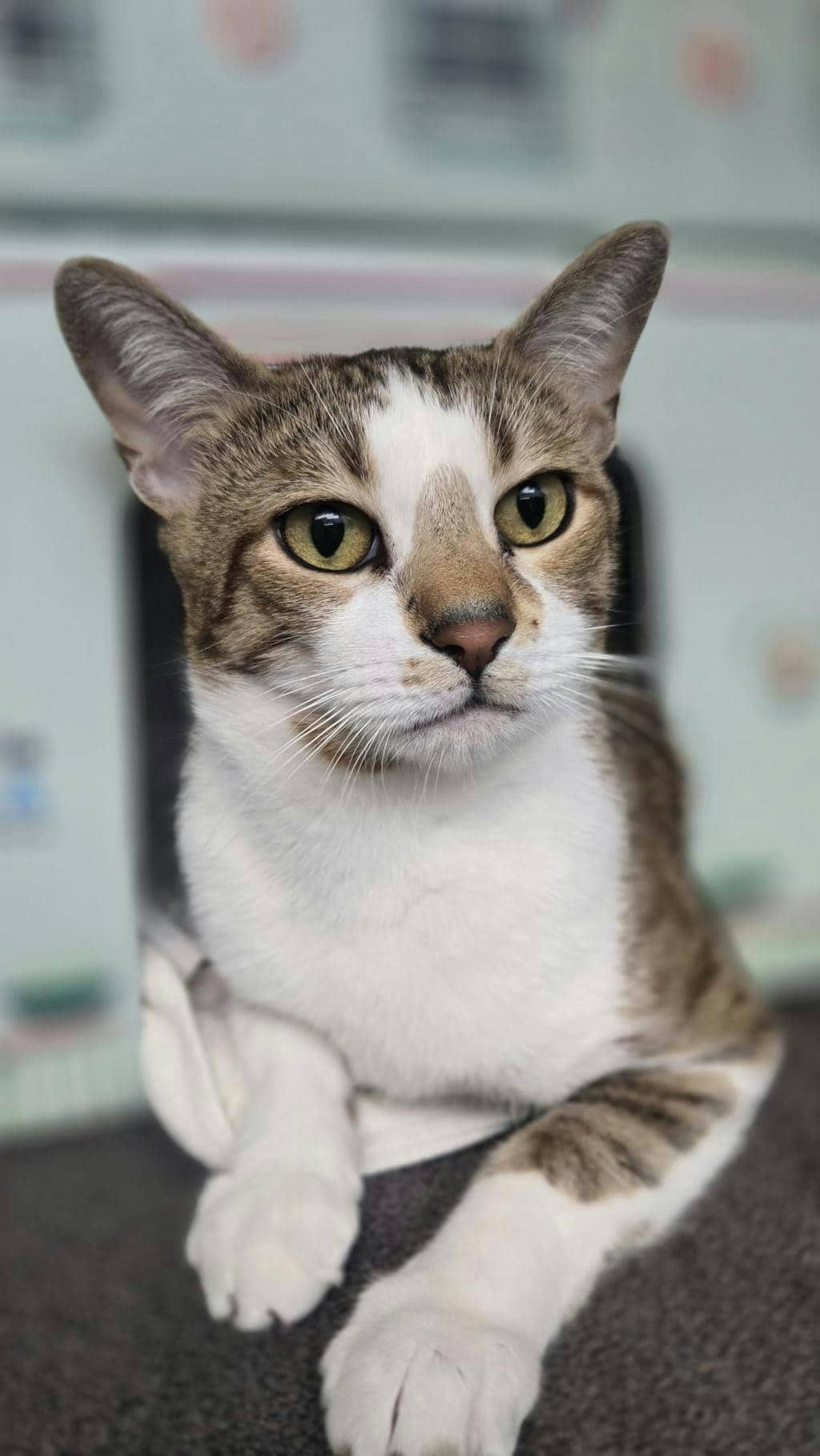 Mia - Domestic Short Hair cat available for adoption at Ontario SPCA (Central Ontario) in Barrie
