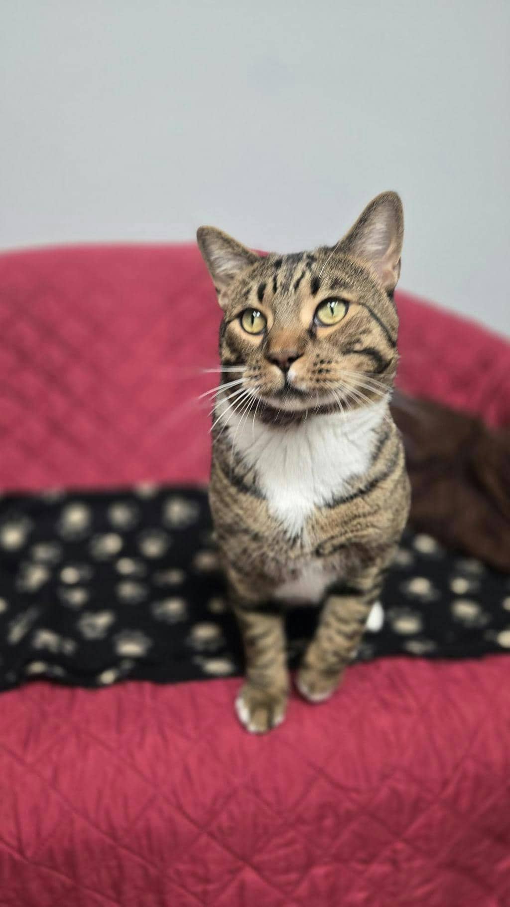 Simba - Domestic Short Hair cat available for adoption at Ontario SPCA (Central Ontario) in Barrie