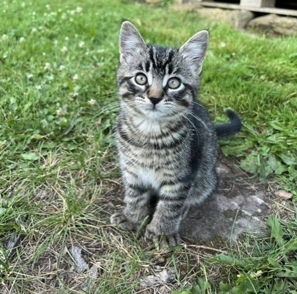 Catalina - Domestic Short Hair available for adoption