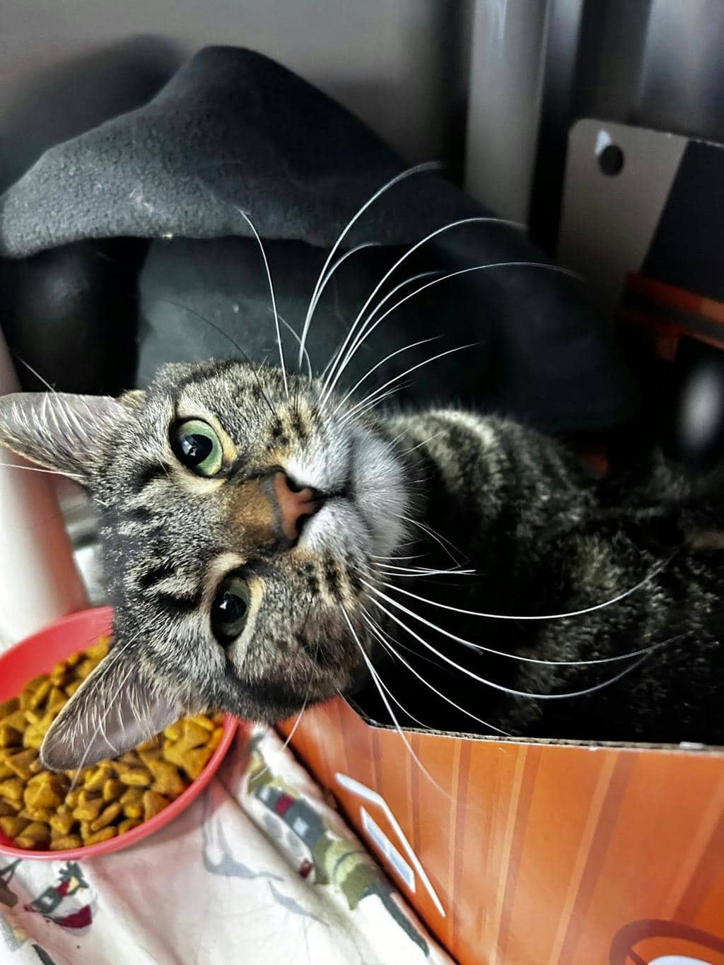 Nixon - Domestic Short Hair available for adoption
