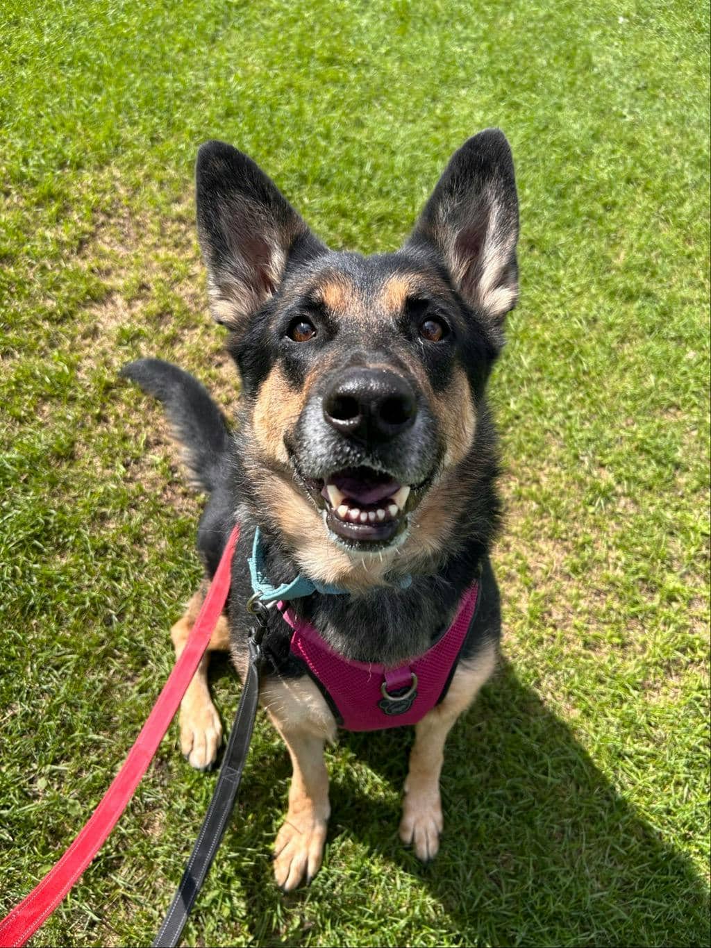 Shadow - German Shepherd available for adoption in Calgary