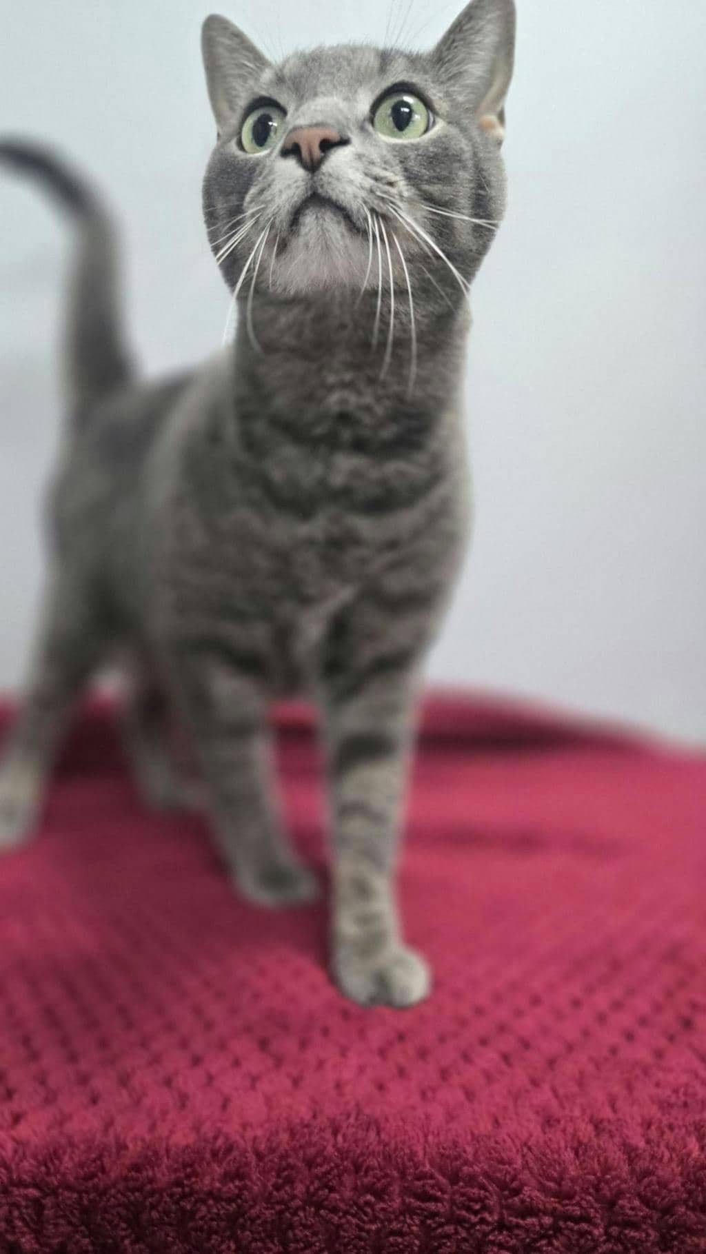 Smokey - Domestic Short Hair cat available for adoption at Ontario SPCA (Central Ontario) in Toronto