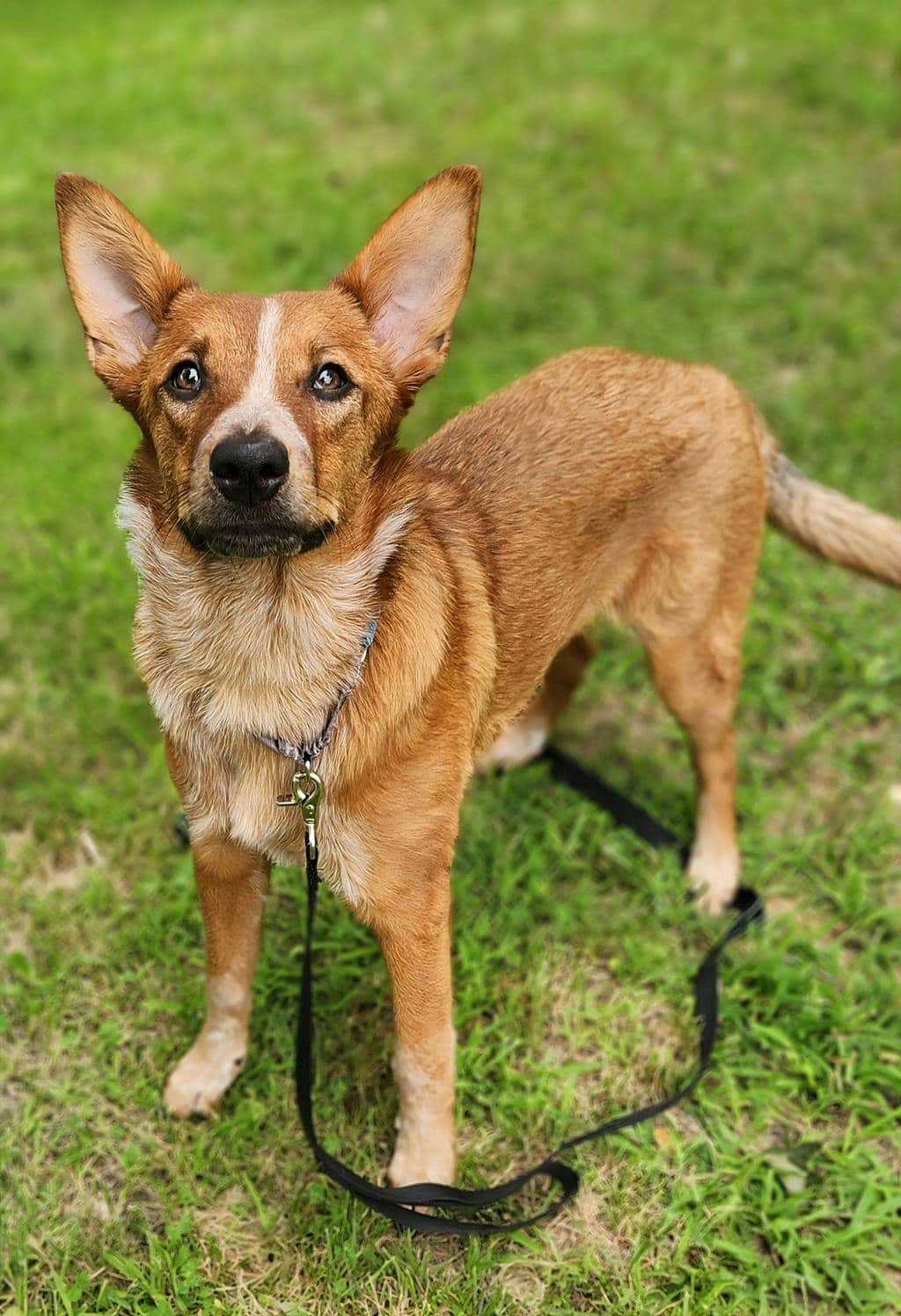 Jellybean - Australian Cattledog available for adoption