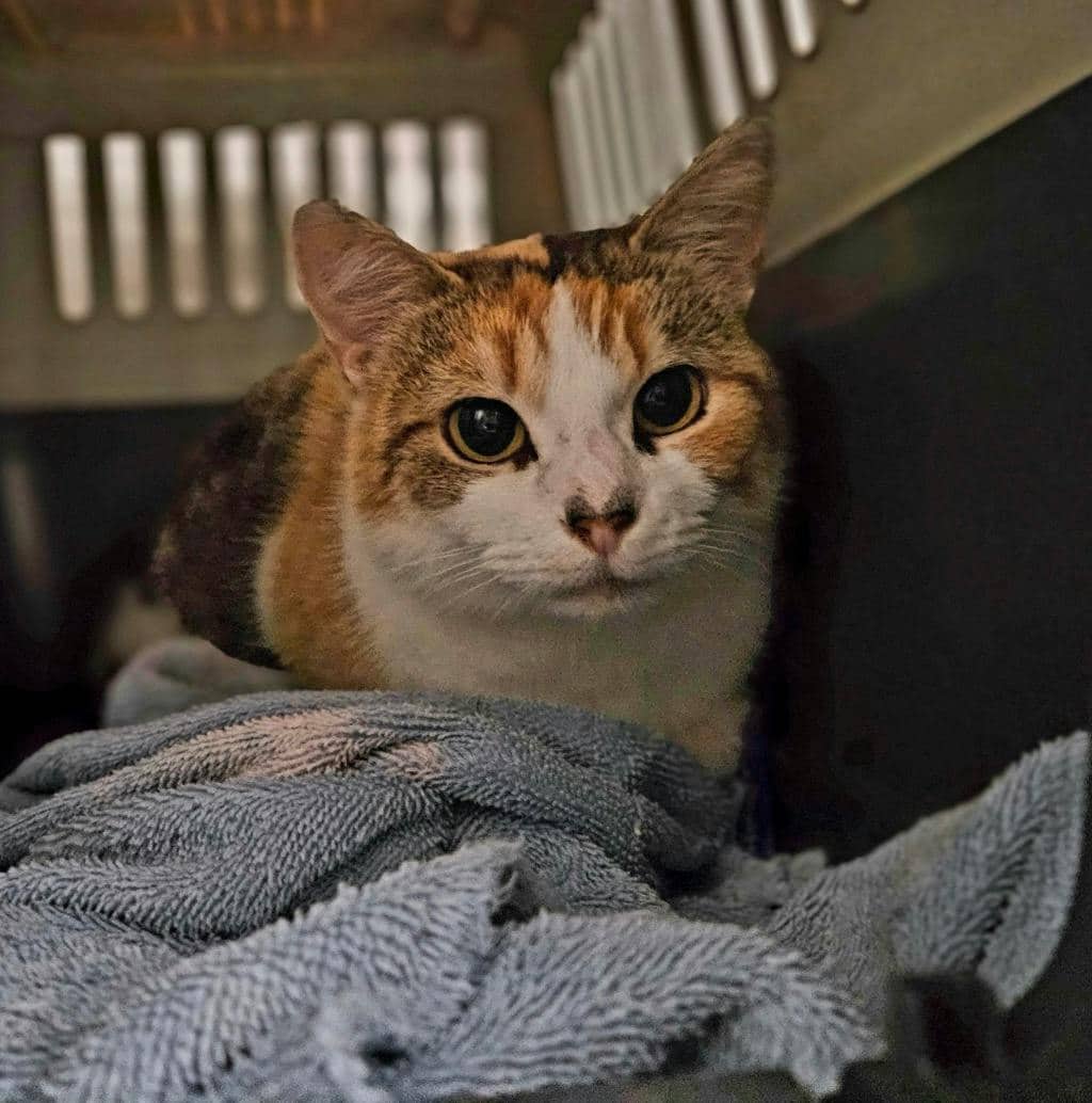 Quokka - Domestic Short Hair available for adoption