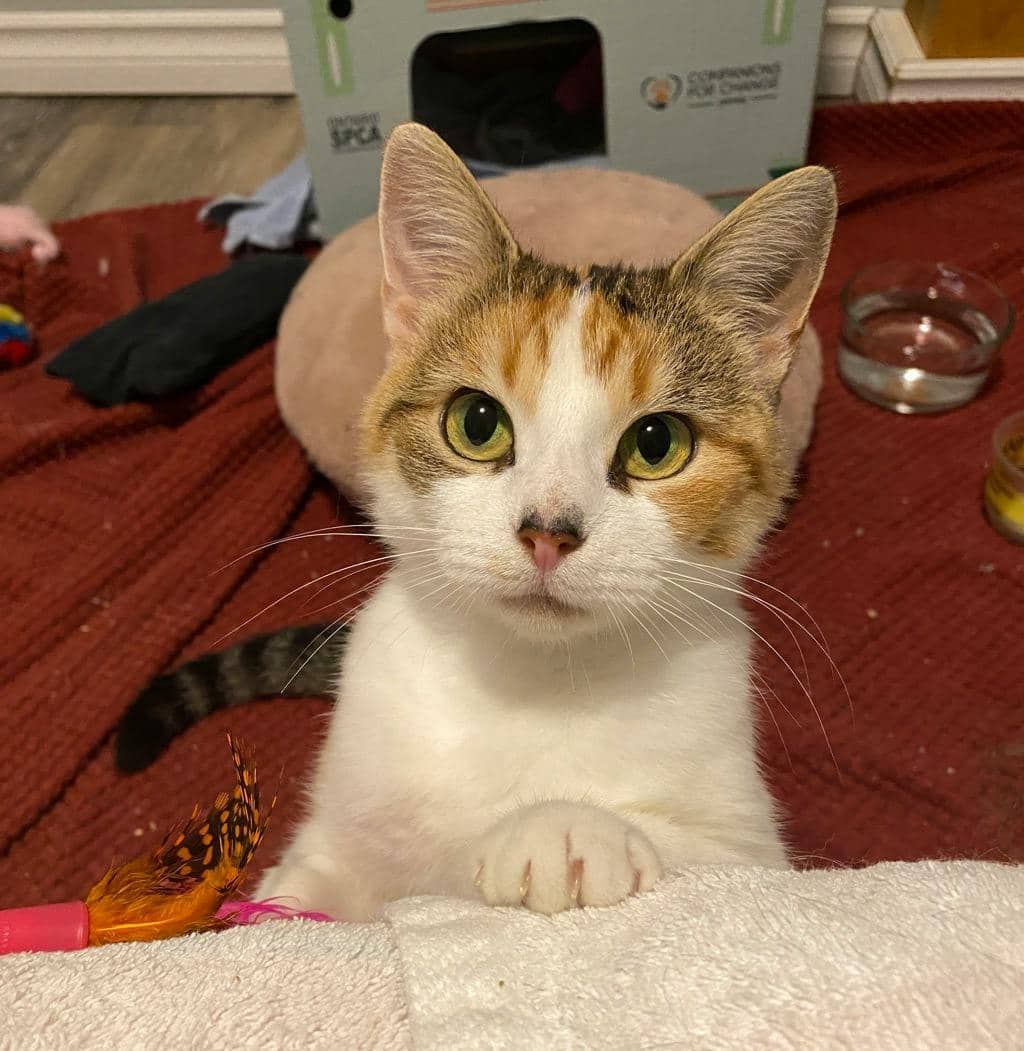 Quokka - Domestic Short Hair available for adoption