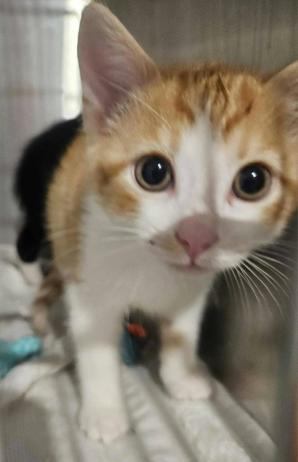 Bilby - Domestic Short Hair available for adoption